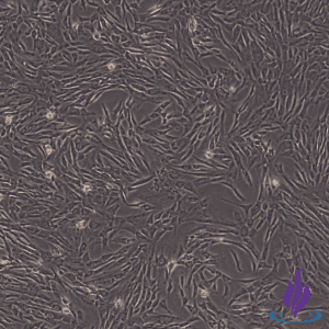 Placenta MSCs, Mesenchymal Stromal Cells