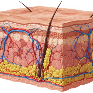 Human skin layers diagram